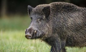 Cinghiale distrugge 20 mila euro di cocaina. Arrestati spacciatori albanesi