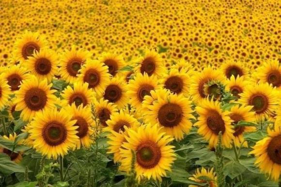 Questi semi si trovano nel comune girasole