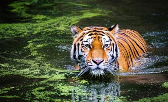 Qual è il tuo segno zodiacale Maya e il tuo spirito animale? Scoprilo